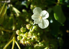 Hydrangea serratifolia