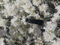 Stizoides renicinctus