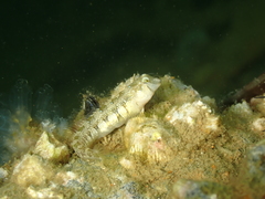 Microlipophrys dalmatinus