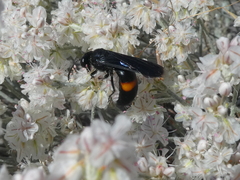 Stizoides renicinctus