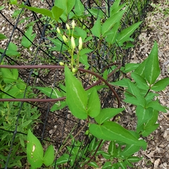 Magnoliopsida