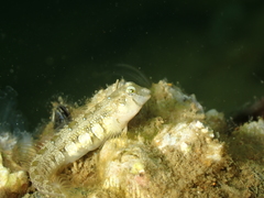 Microlipophrys dalmatinus