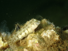 Microlipophrys dalmatinus