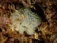 Dysidea fragilis