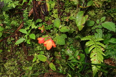 Begonia pectennervia