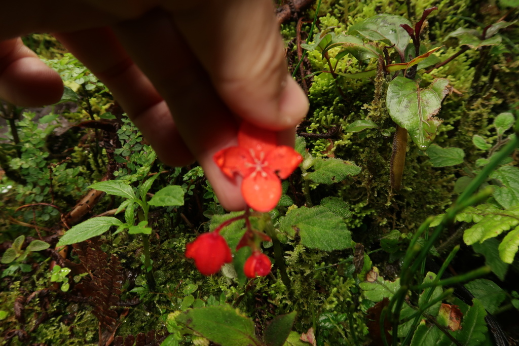 Begonia pectennervia