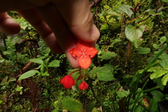 Begonia pectennervia