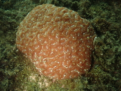 Aplidium nordmanni