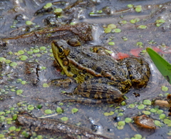 Pelophylax kurtmuelleri
