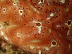 Aplidium nordmanni