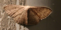 Cyclophora obstataria