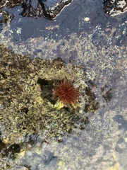 Echinometra lucunter