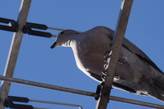 Streptopelia decaocto