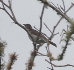Turdus maranonicus