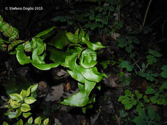 Asplenium scolopendrium scolopendrium