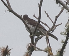 Turdus maranonicus