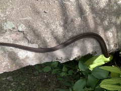 Alsophis rufiventris