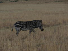 Equus zebra zebra