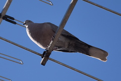 Streptopelia decaocto