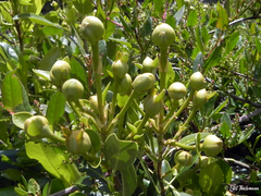 Hydrangea serratifolia