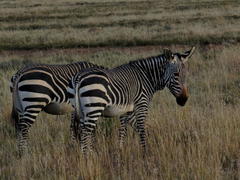 Equus zebra zebra