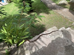 Alsophis rufiventris