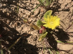 Mesembryanthemoideae