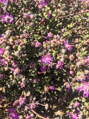 Schlechteranthus subglobosus