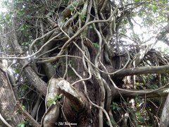 Hydrangea serratifolia
