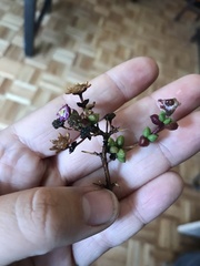 Schlechteranthus subglobosus