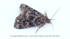 Callopistria albolineola