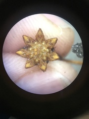 Schlechteranthus subglobosus