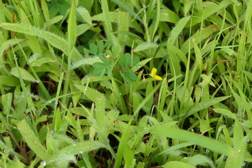 Smithia sensitiva, photograph 2