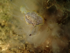 Prostheceraeus moseleyi