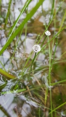 Eriocaulon aquaticum