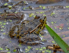 Pelophylax kurtmuelleri