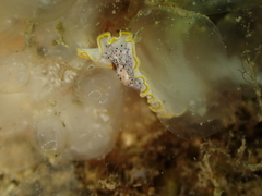 Prostheceraeus moseleyi