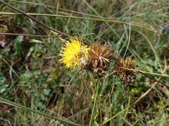 Centaurea orientalis