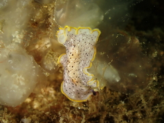 Prostheceraeus moseleyi