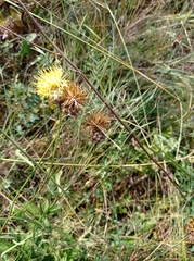 Centaurea orientalis