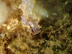 Prostheceraeus moseleyi