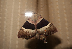 Coronidia hoppi