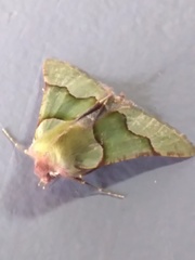 Drepanogynis asteiochlora