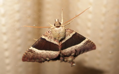 Coronidia hoppi