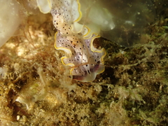 Prostheceraeus moseleyi