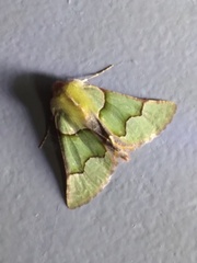 Drepanogynis asteiochlora