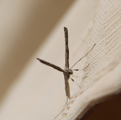 Pterophoridae