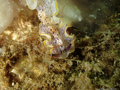 Prostheceraeus moseleyi