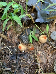Calostoma ravenelii ravenelii