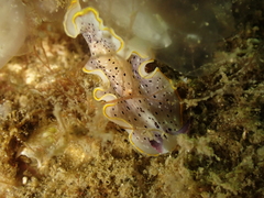 Prostheceraeus moseleyi